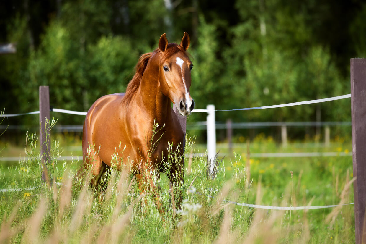 Tan horse in a paddock with tall grass