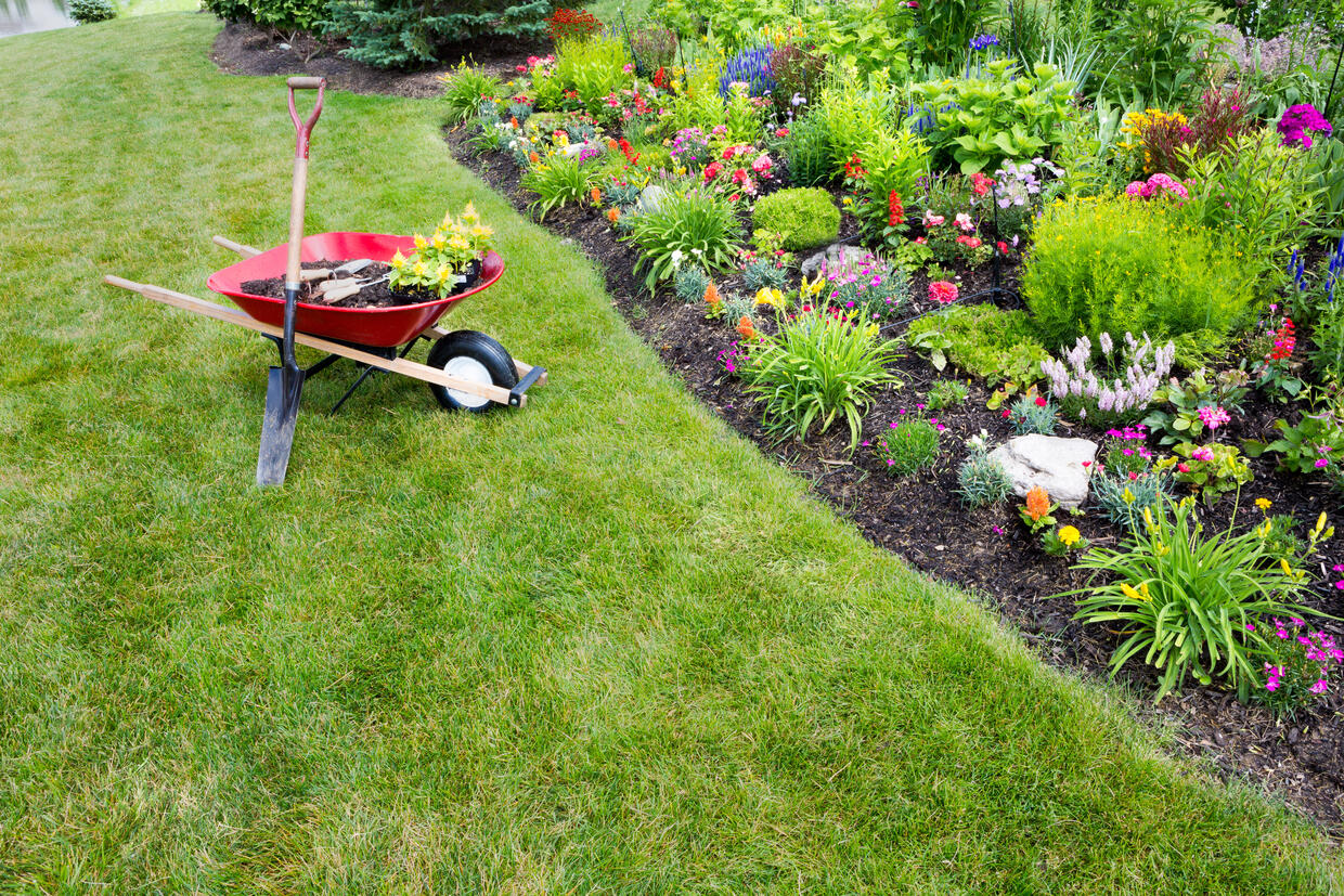 Home landscape garden with lawn and ornamental shrubs and flowers.