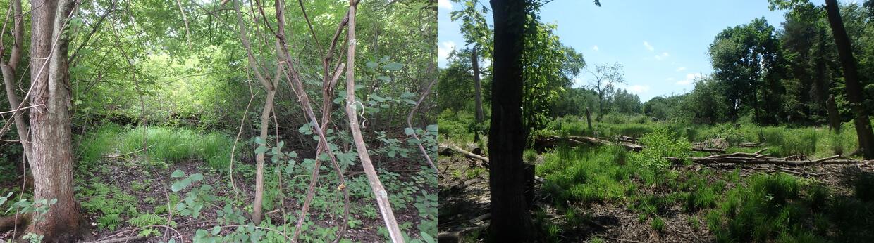 Vernal pool