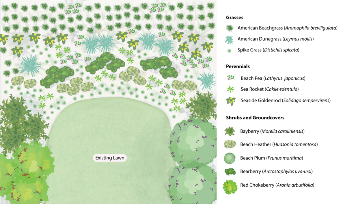 This landscape plan shows a proposed arrangement of hardy plants within a coastal dune (for details, see descriptive text below this image).