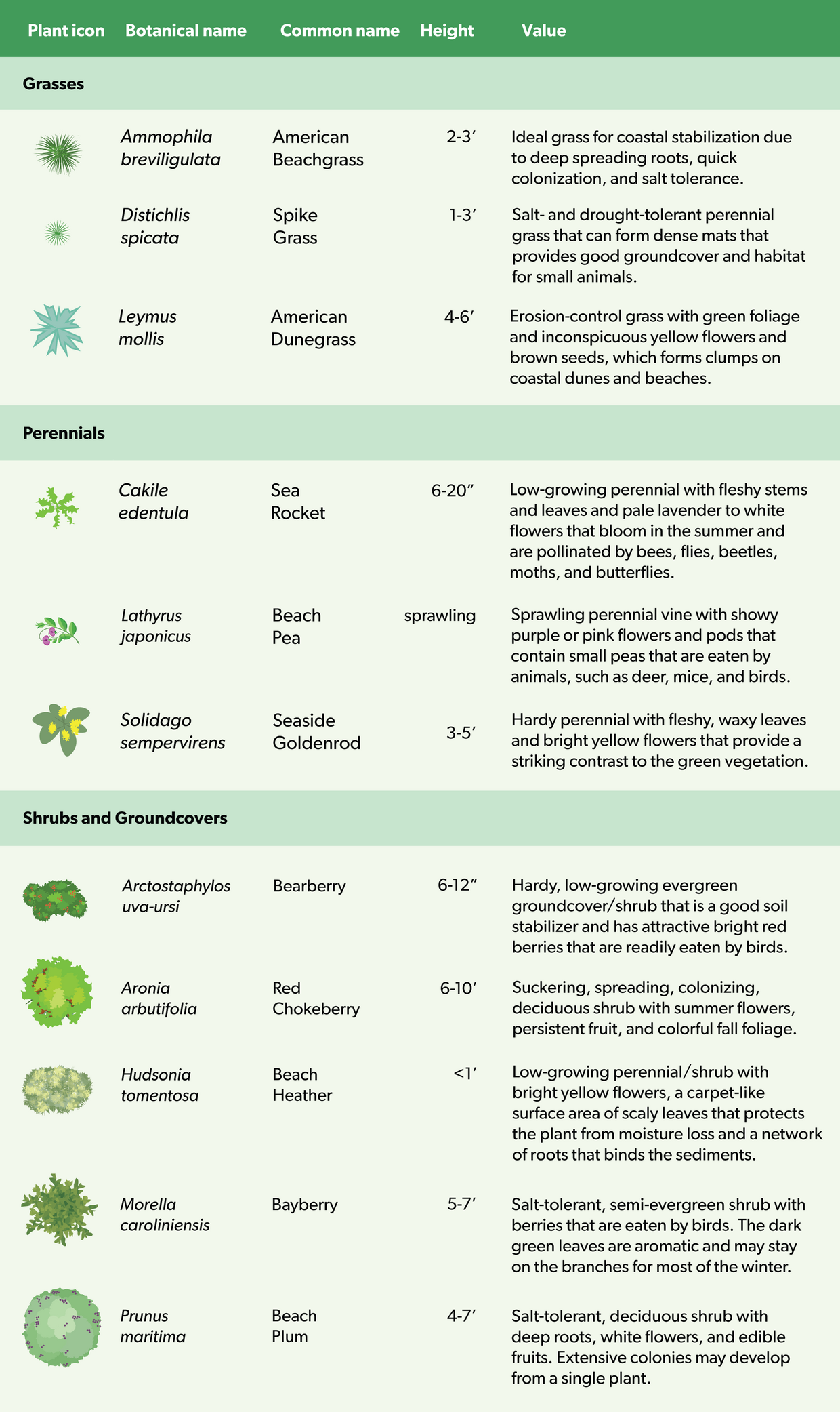Download the pdf linked above for a version of this coastal dune plant list that is accessible to screen readers. 