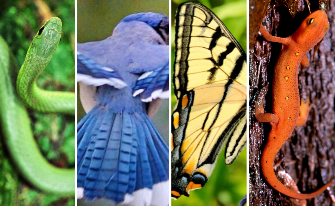 animals with different colors and patterns