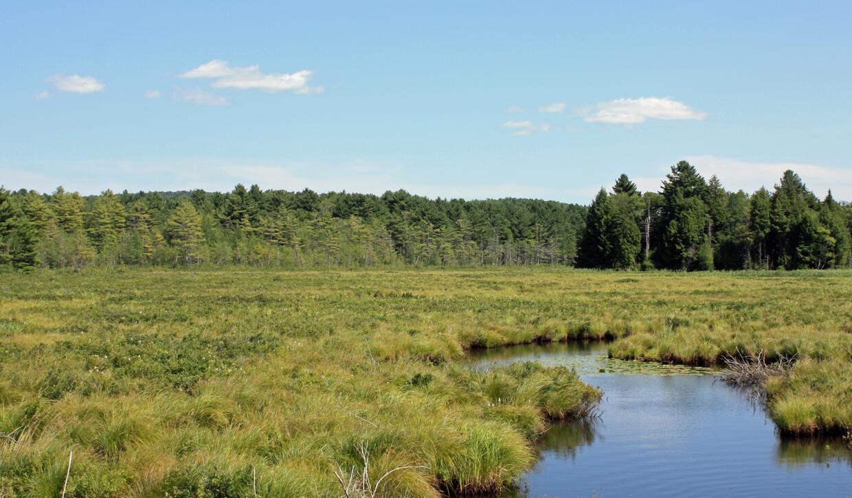 marshes and wet meadows