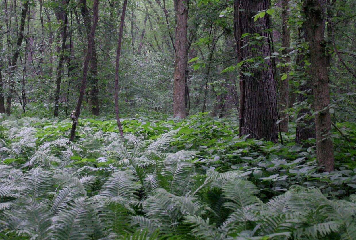 Riparian and floodplain habitat
