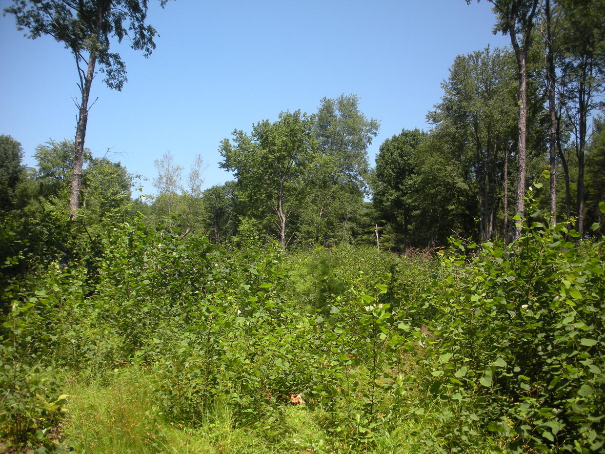 young forest