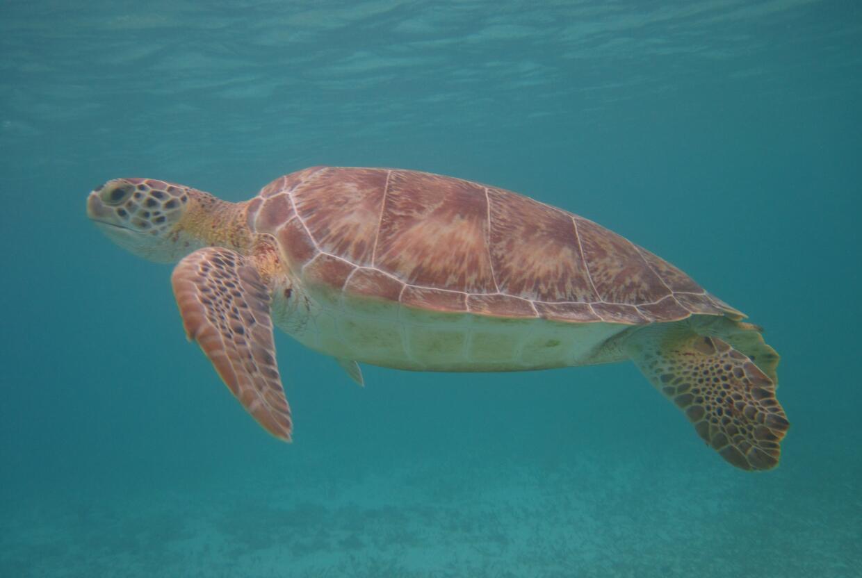 Green sea turtle