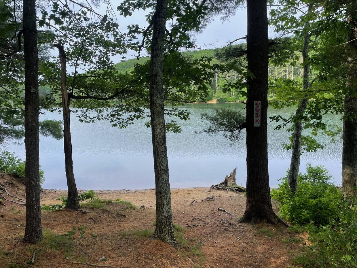 A different area of shore access to the pond through the trees