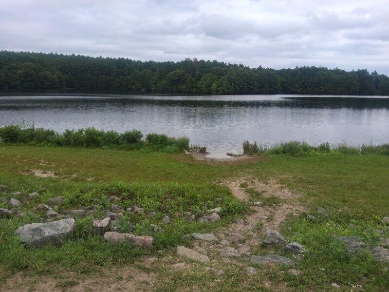 A stretch of shore covered with grass and lined with shrubs
