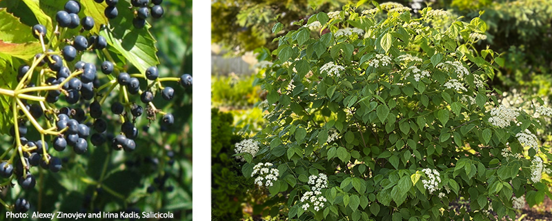 Two images of arrowwood viburnum: a closeup of the berries and the plant bearing flowers in the summer