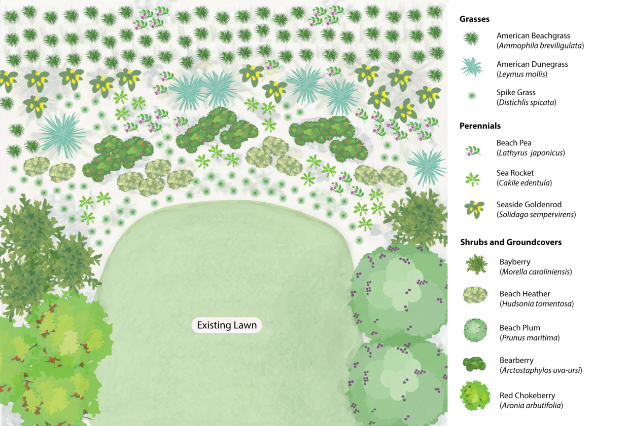 This landscape plan shows a proposed arrangement of hardy plants within a coastal dune (for details, see descriptive text on this page).