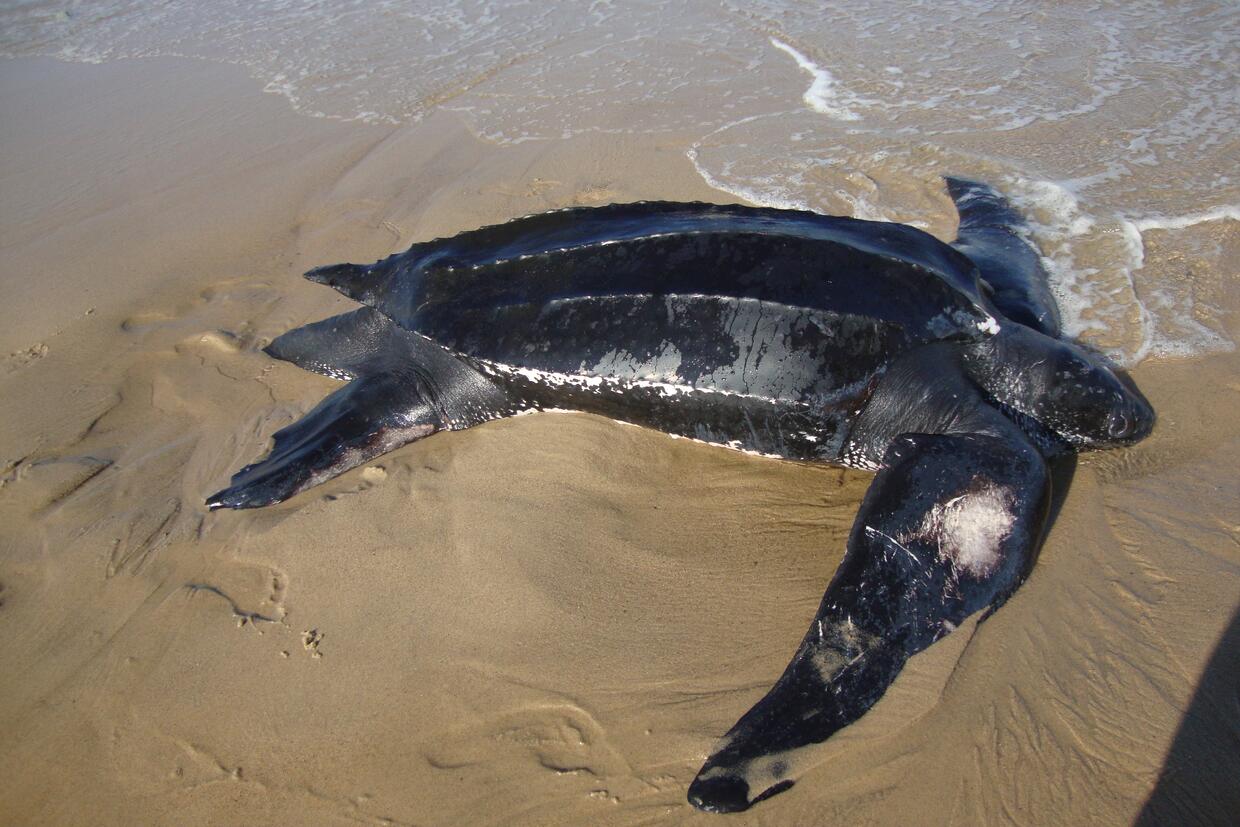 Leatherback sea turtle