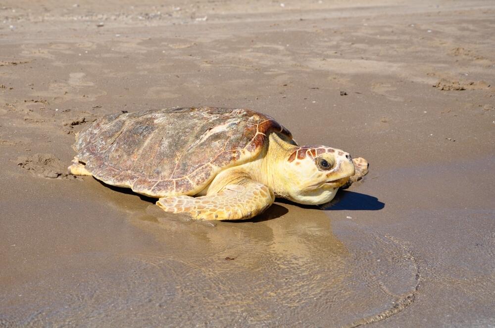 Loggerhead sea turtle