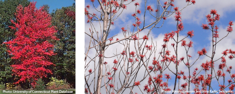Two images of red maple: one showing the tree in the fall with red leaves and the other showing a closeup of the red spring buds.