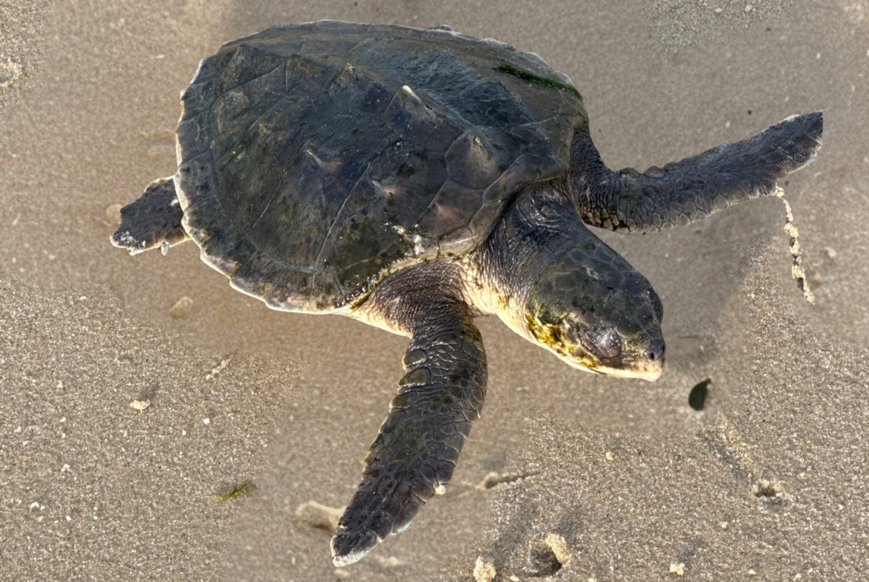Kemp's ridley sea turtle