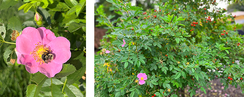 Two images of Virginia rose: one is a closeup of the flower with a bee and the other is the shrub bearing both flowers and rosehips.