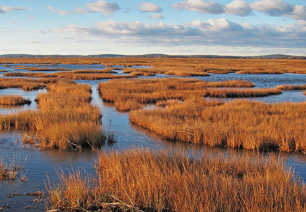 Parker River National Wildlife Refuge grassy wetlands