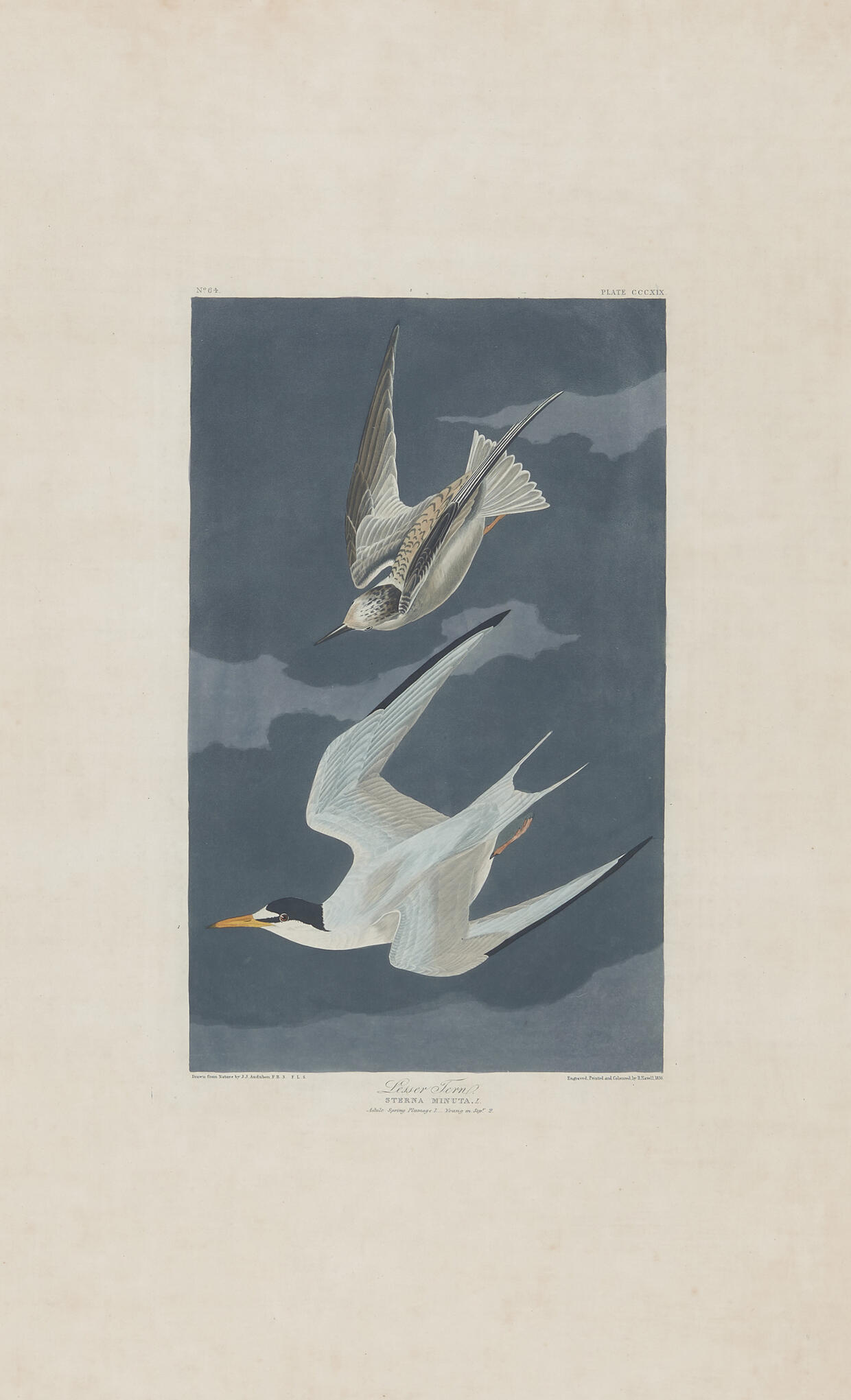 Audubon Plate 319, Lesser Tern