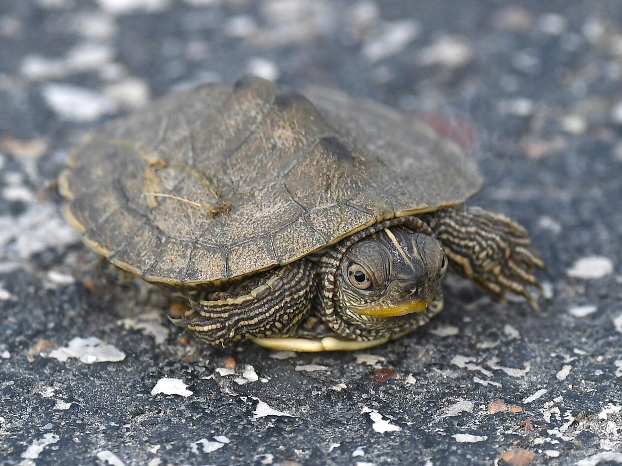 Map turtle