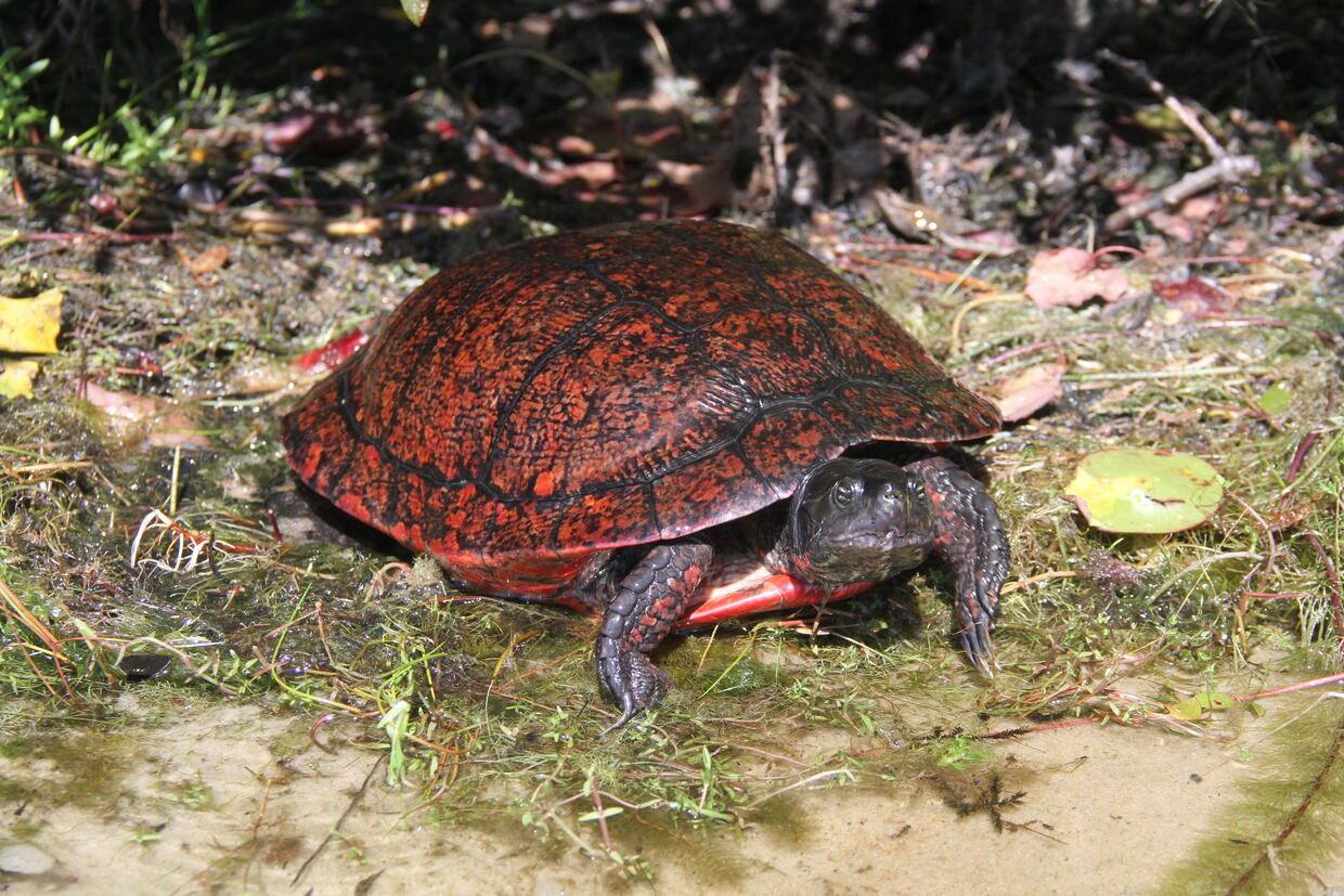 Northern red-bellied cooter