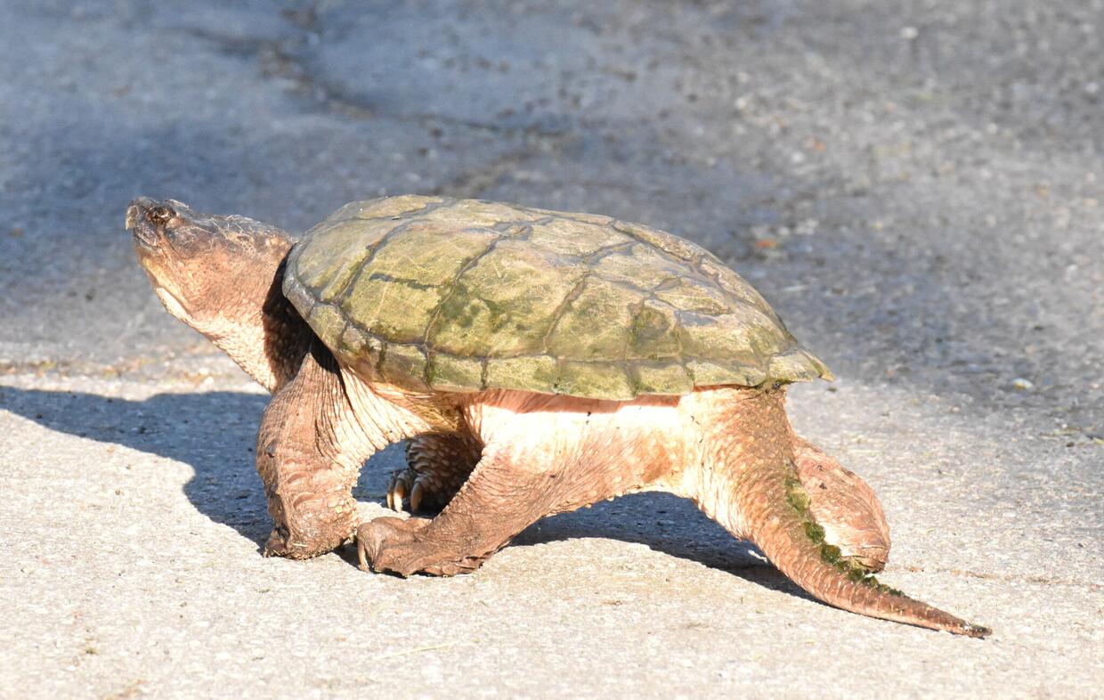 Snapping turtle