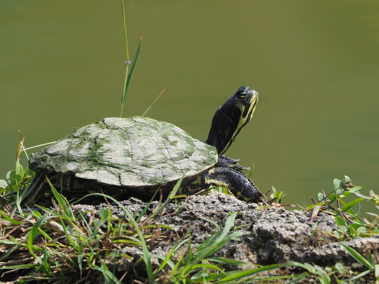 yellow-bellied slider