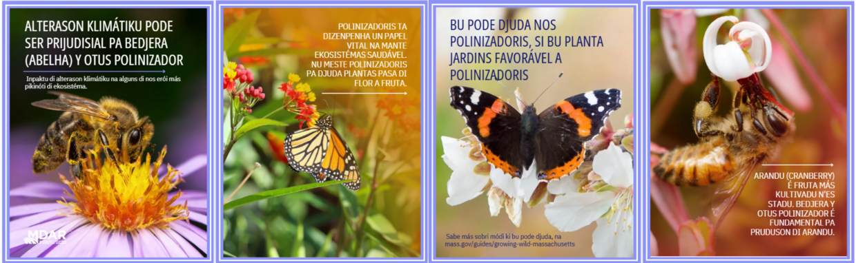 Apoia polinizadoris é un kuza bunitu