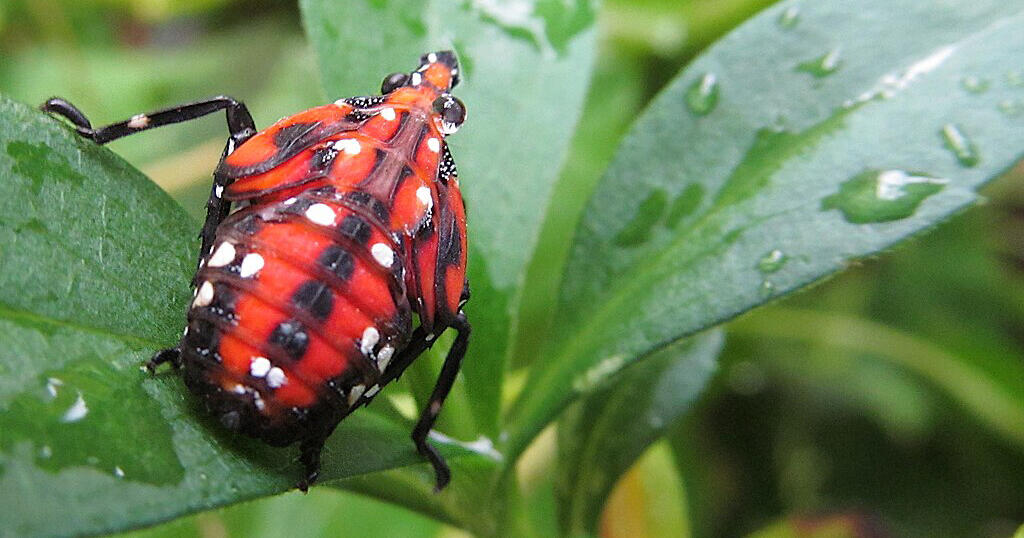 Spotted lanternfly late-stage nymph