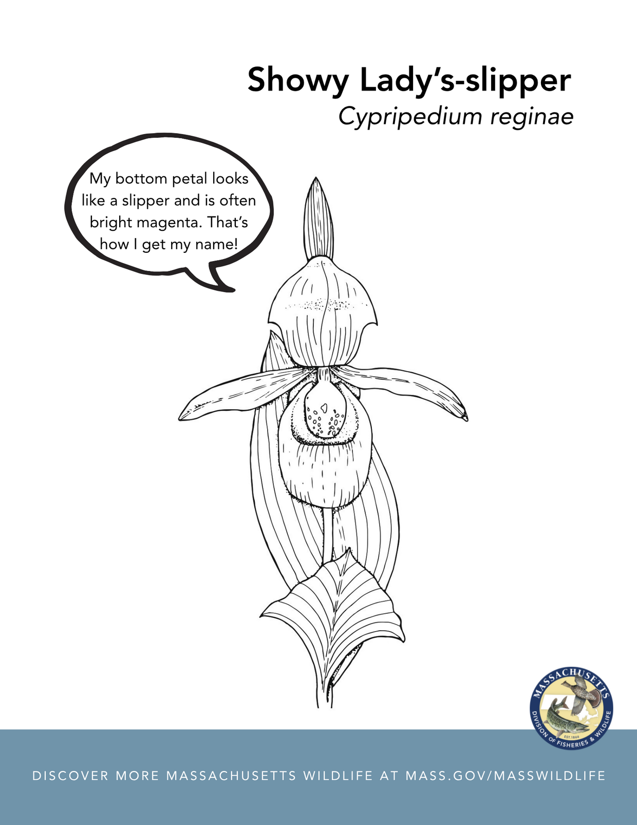 Showy's Lady slipper