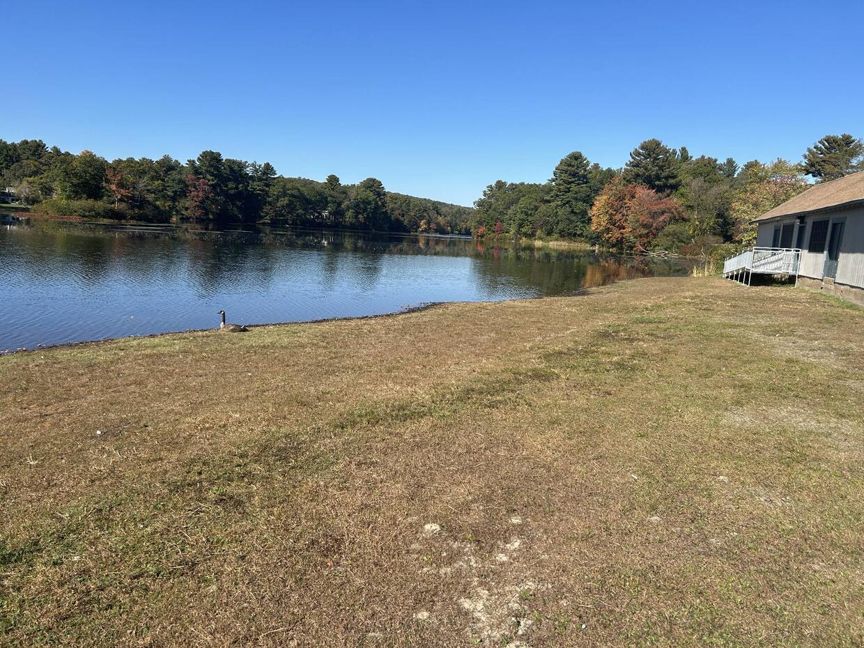 A flat, grassy shore area. There is a goose looking out at the water