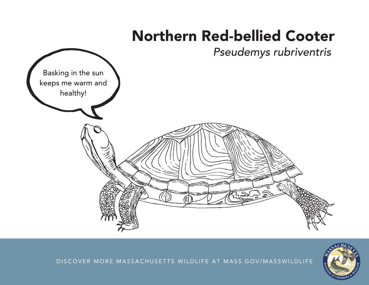 Red-bellied cooter