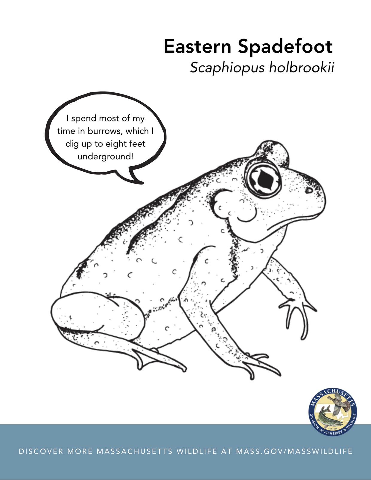 Eastern spadefoot