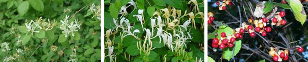 Closeups of bush honeysuckle, vine honeysuckle, and Oriental bittersweet - leaves, flowers, and berries.