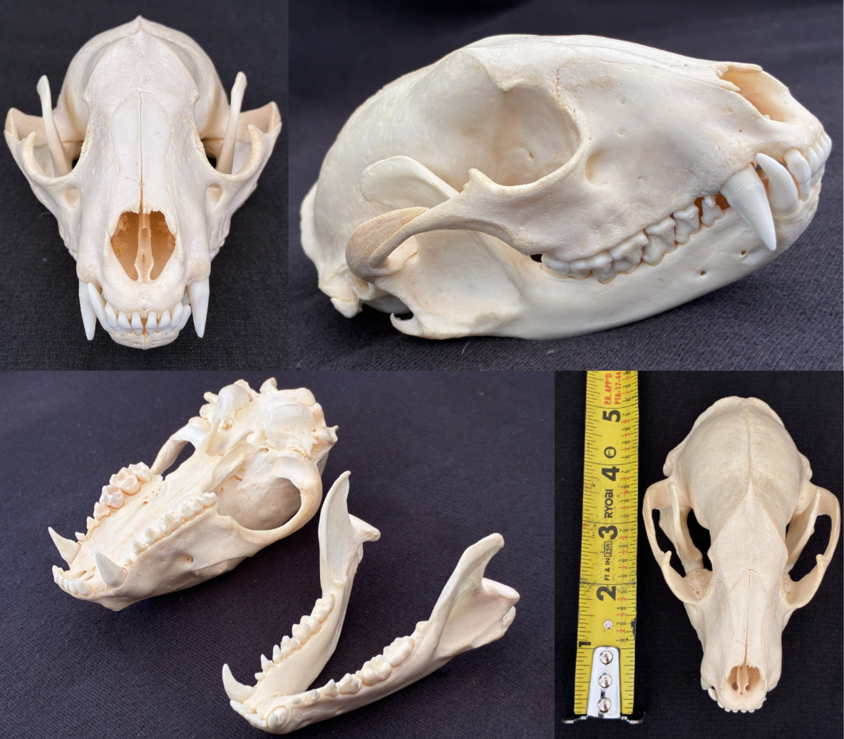 Mystery mammal skull