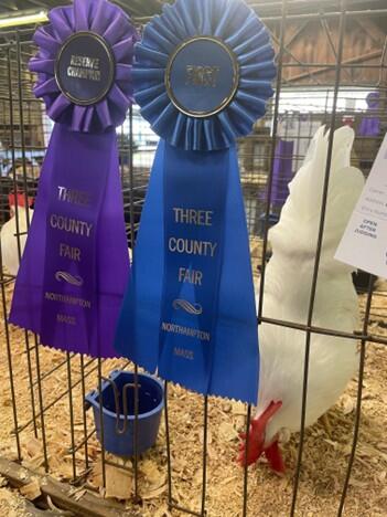 chicken at Three County Fair