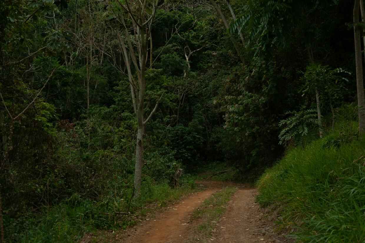 trail into the forest