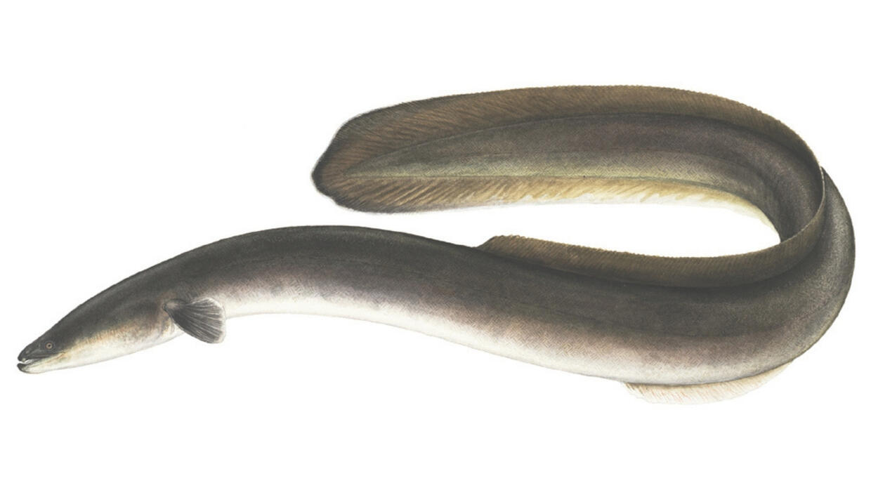 American eel