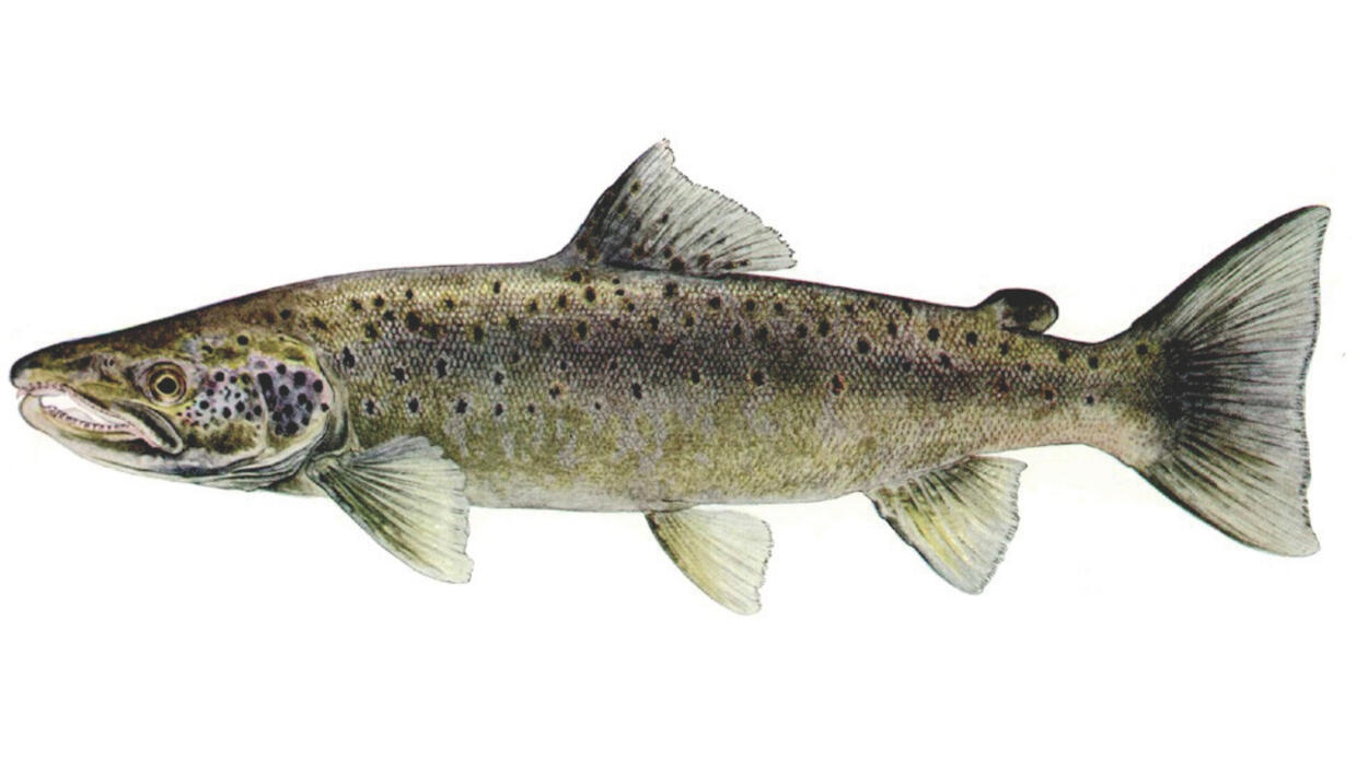 Atlantic salmon