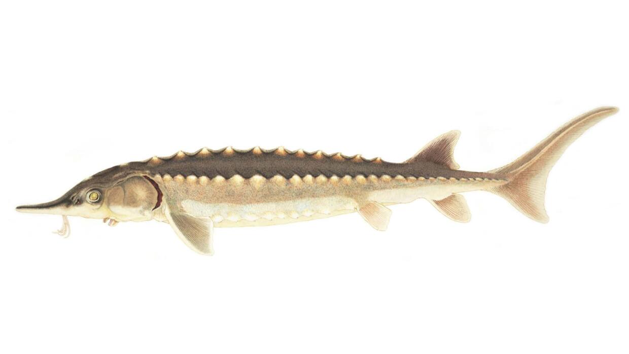 Atlantic sturgeon