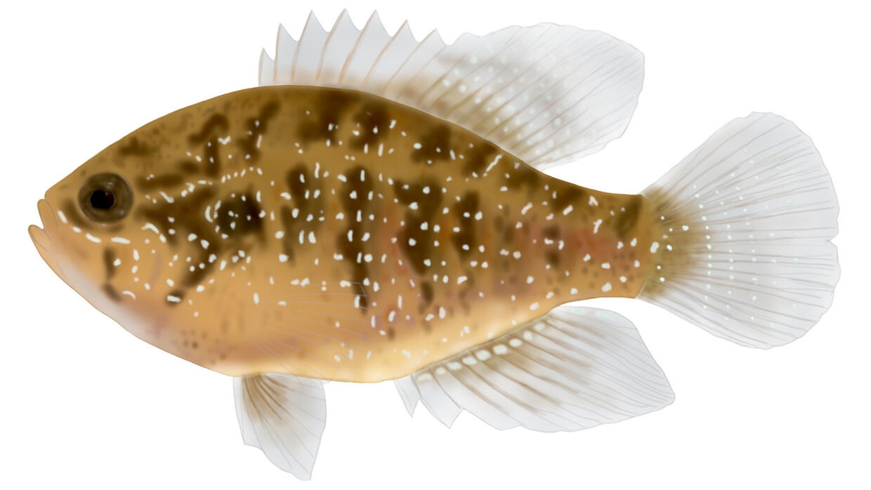 banded sunfish
