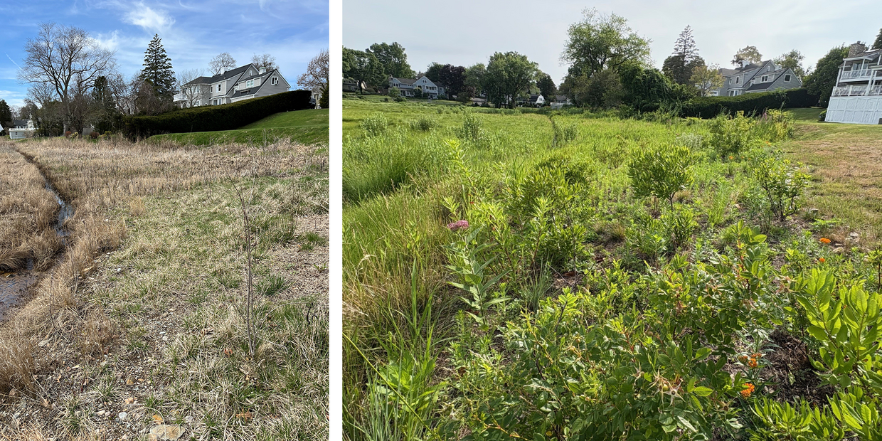 Left: lawn grasses before plantings were installed;  Right: meadow buffer two years after initial planting