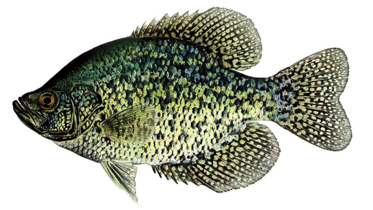 Black crappie