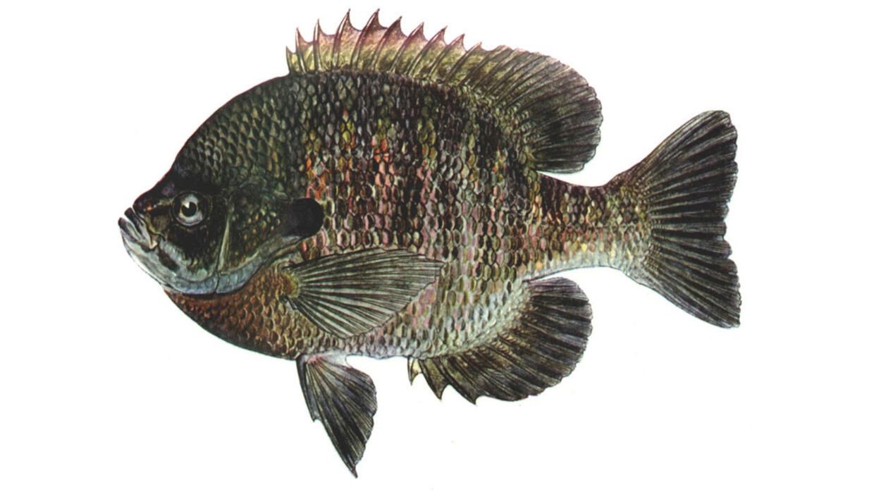 bluegill