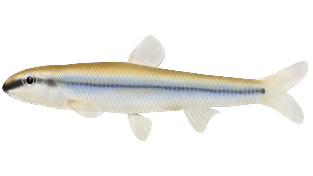 bluntnose minnow