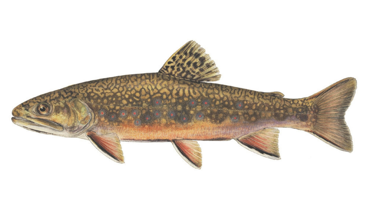 brook trout