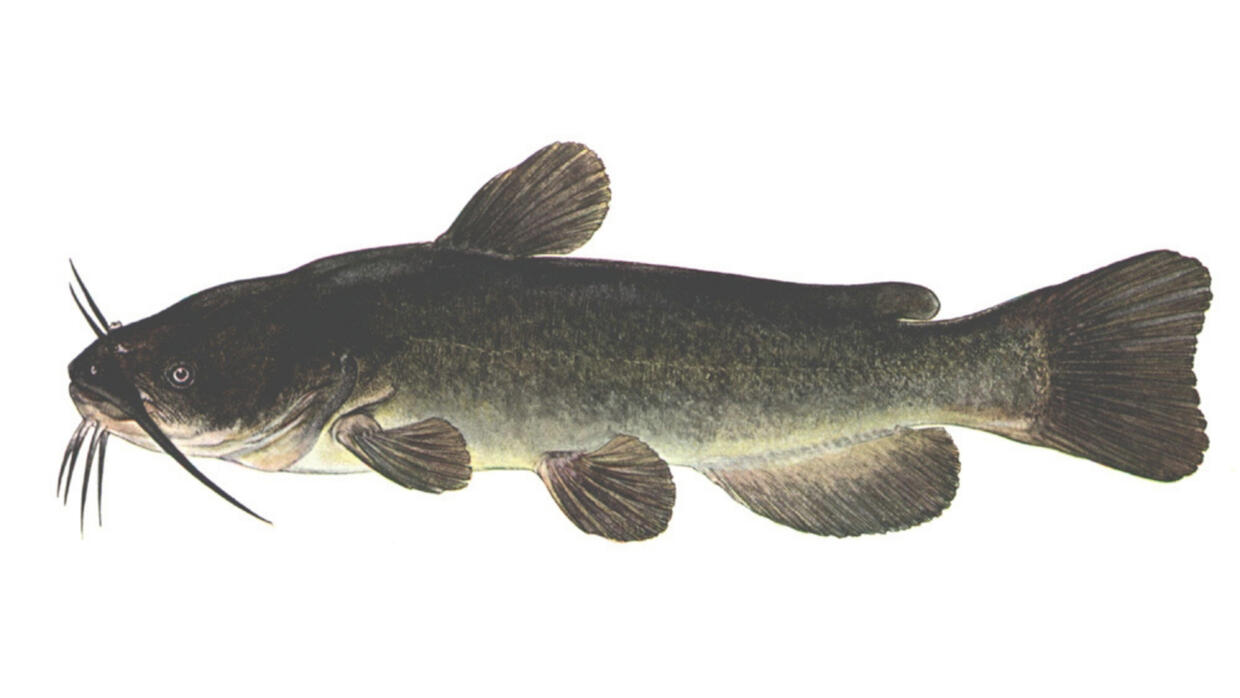 Brown bullhead