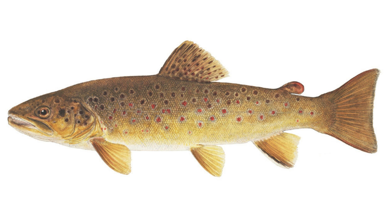 brown trout