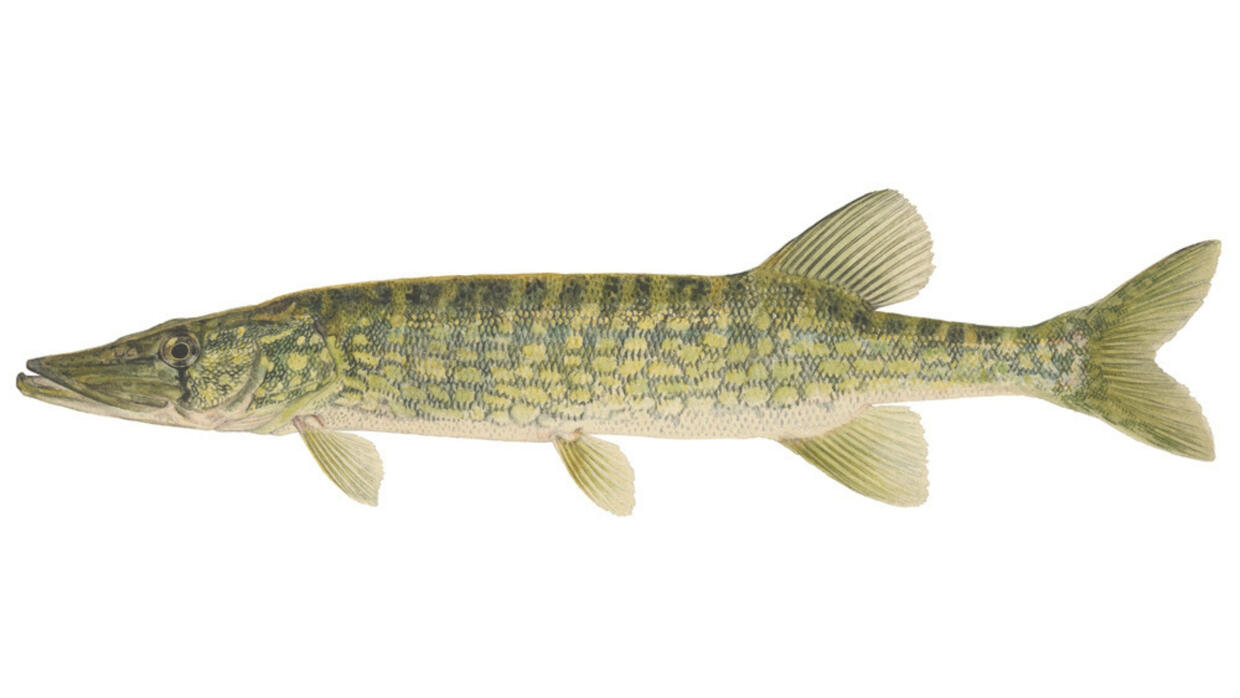 chain pickerel