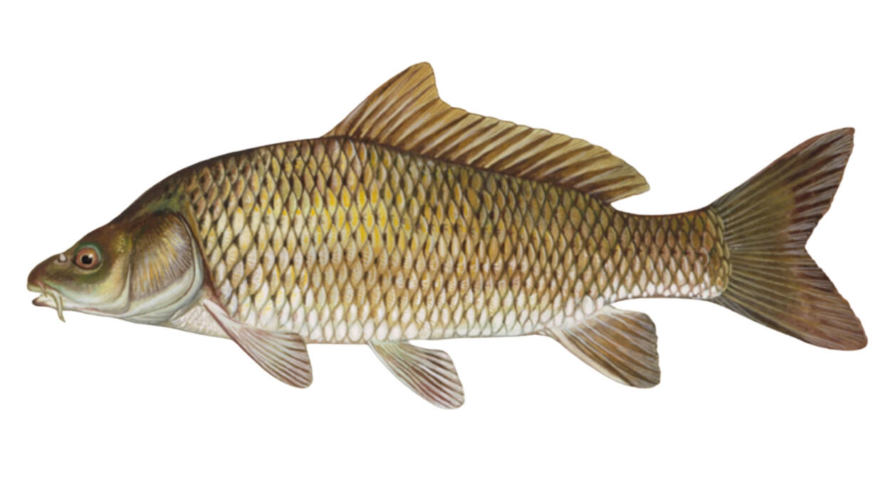 Common carp