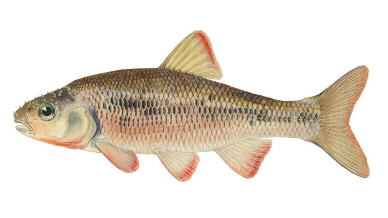 Common shiner