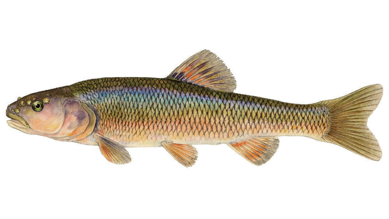 Creek chub